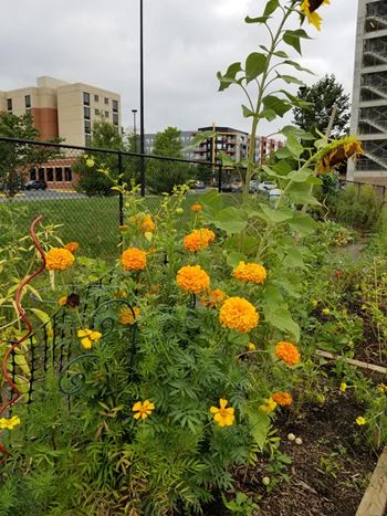 Resident garden